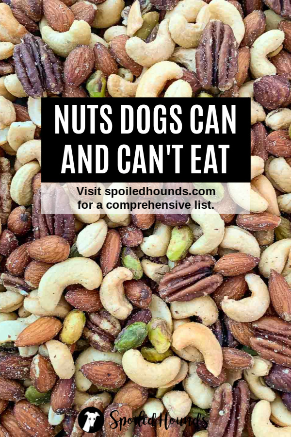 are cashews ok for dogs to eat