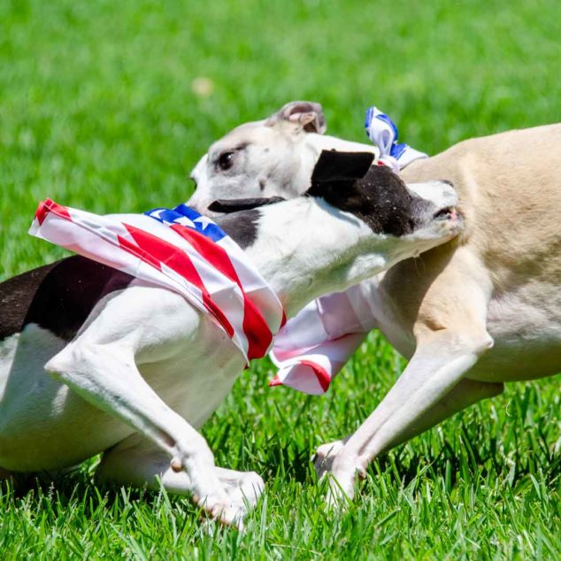 Two whippet dogs wearing flag bandanas playing together