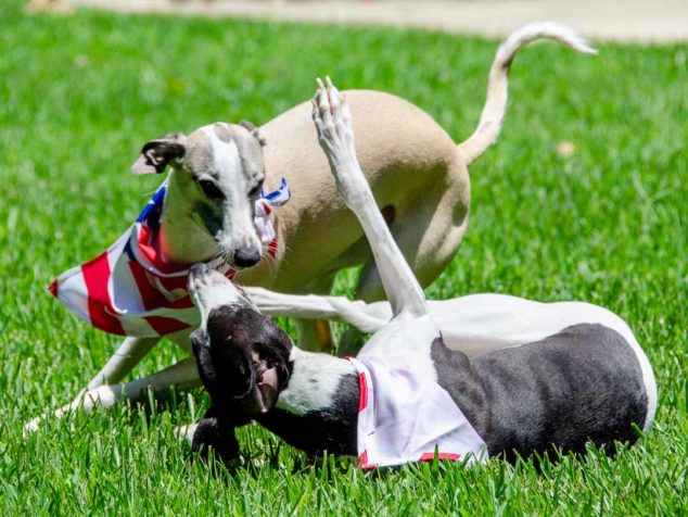 Two whippet dogs wearing flag bandanas playing together