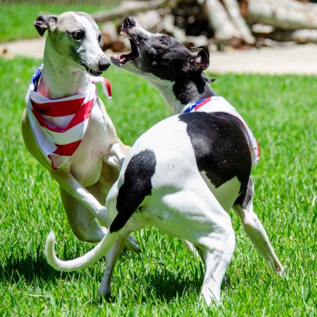 Two whippet dogs wearing flag bandanas playing together