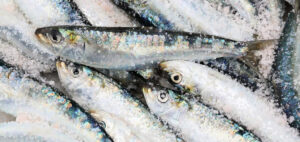 Can Dogs Eat Fish? What You Need To Know