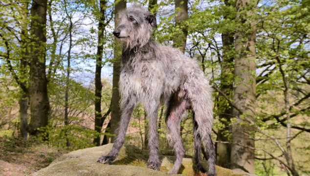 Scottish Deerhound dog standing on a rock