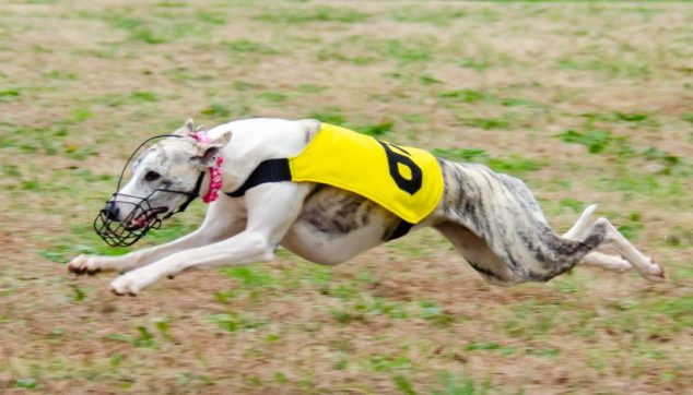 Whippet dog running on a field