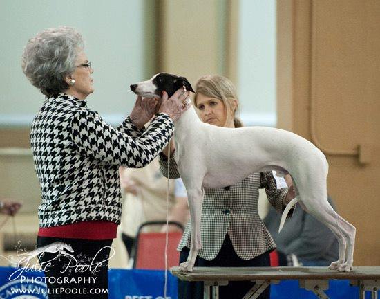 whippet dog being judged at a show.