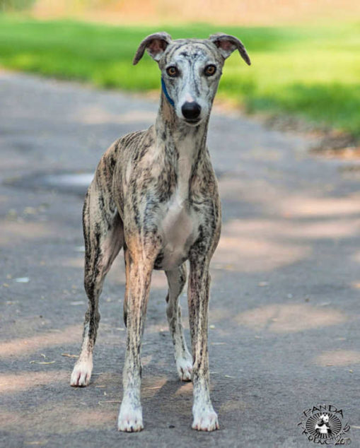 Brindle whippet standing on pavement