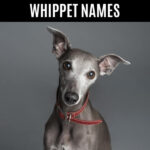 Grey whippet dog wearing a red leather collar.