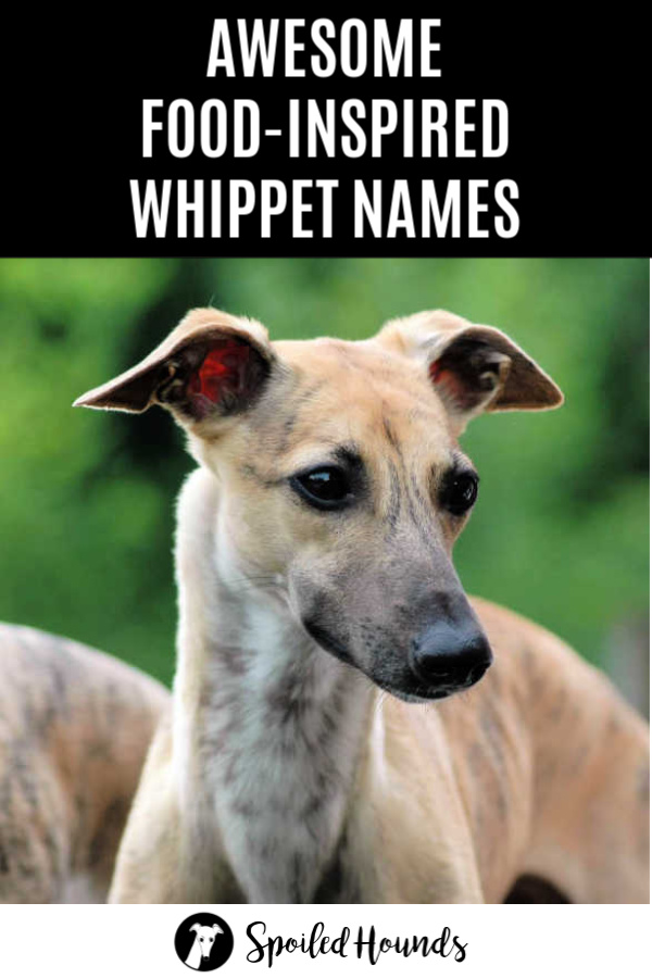 Face of a whippet dog