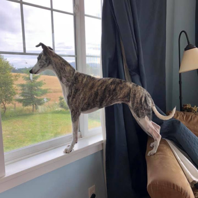Brindle whippet looking out a window.