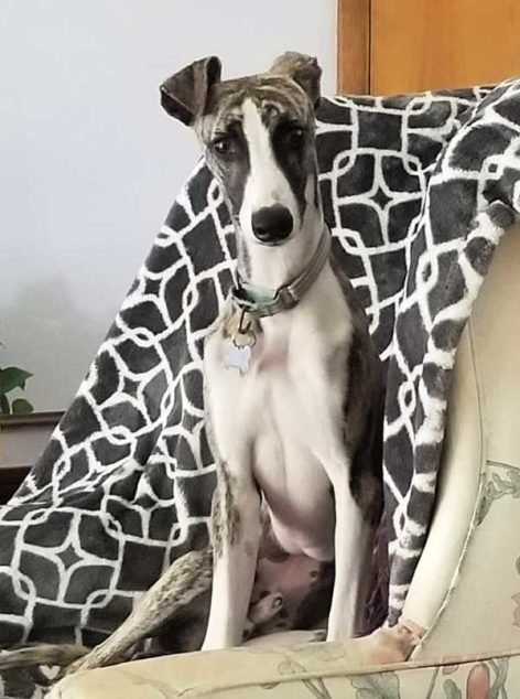 White and brindle whippet sitting on a chair