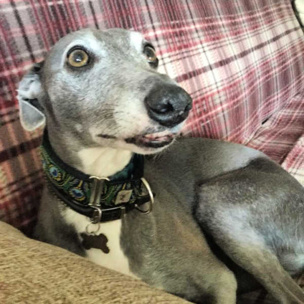 Grey whippet sitting on a couch
