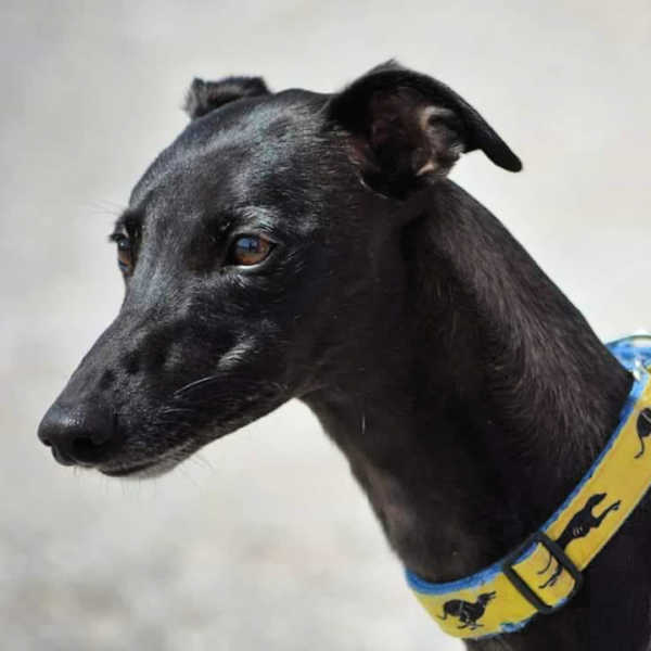 Black whippet wearing a yellow collar with whippets on it.