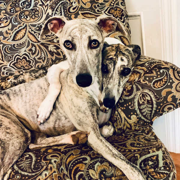 Two whippets sitting on a chair.