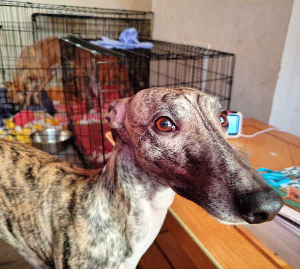 Brindle whippet standing in front of a dog crate.