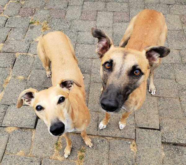 two whippet dogs standing on brick patio.