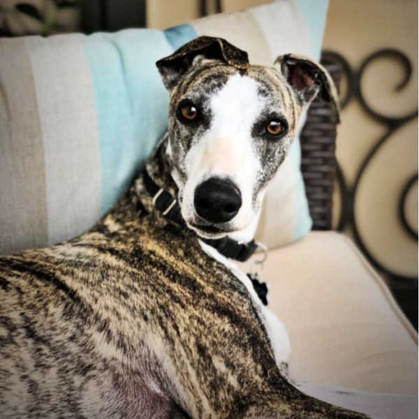 Brindle whippet sitting on a couch.