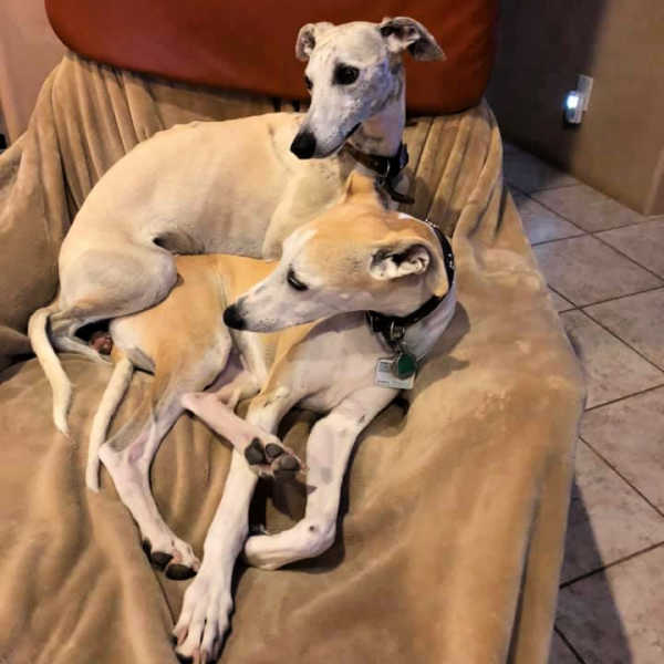 Two whippets sitting on a chair.