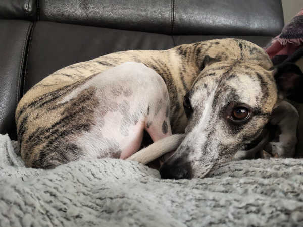 Brindle whippet lying on a grey blanket.