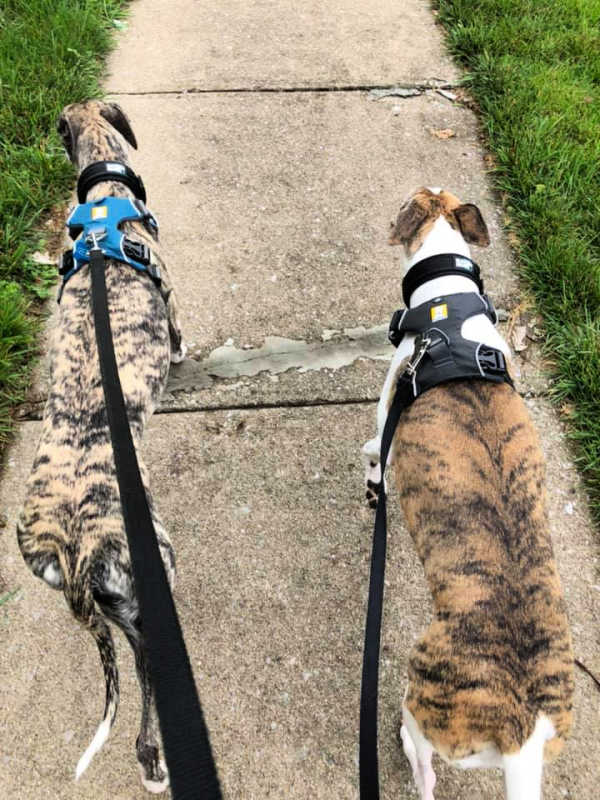 Two whippets on a walk wearing dog harness.