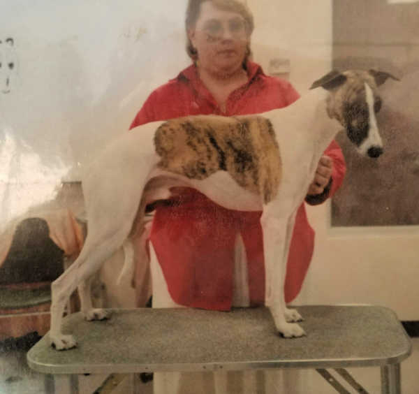 White whippet with brindle spots standing on a table.