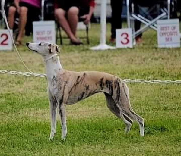 Fawn brindle whippet standing on grass.