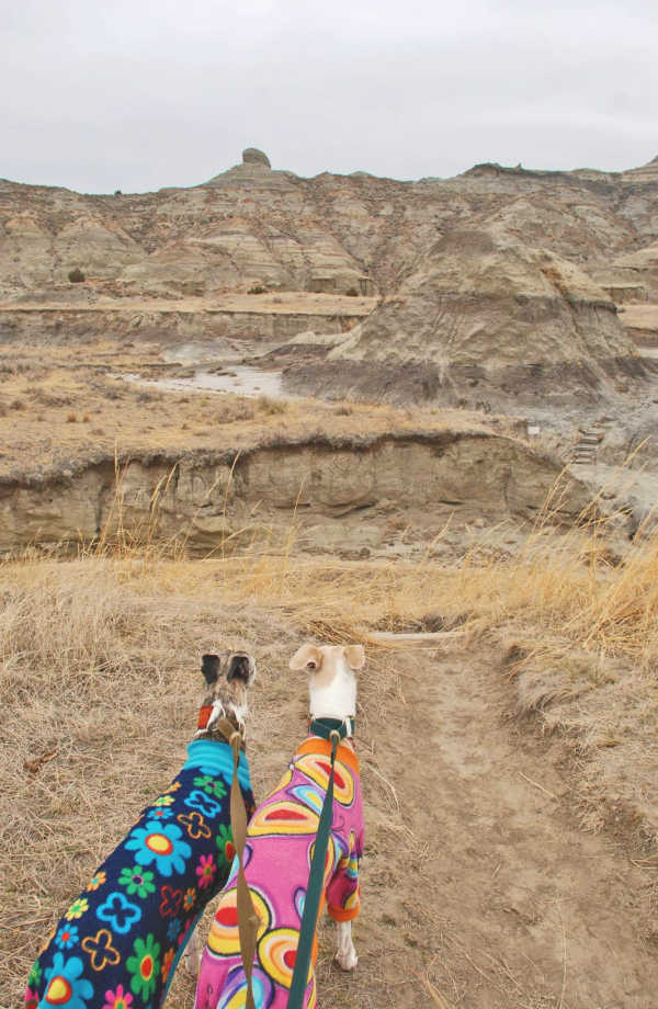 Two whippets wearing dog coats and walking in a desert.