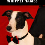 Black and white whippet dog