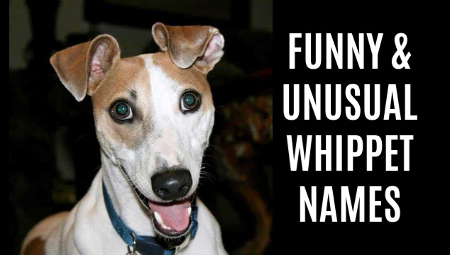 famous whippets