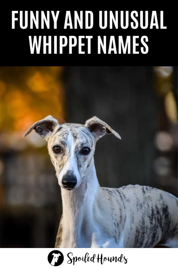 Brindle whippet dog