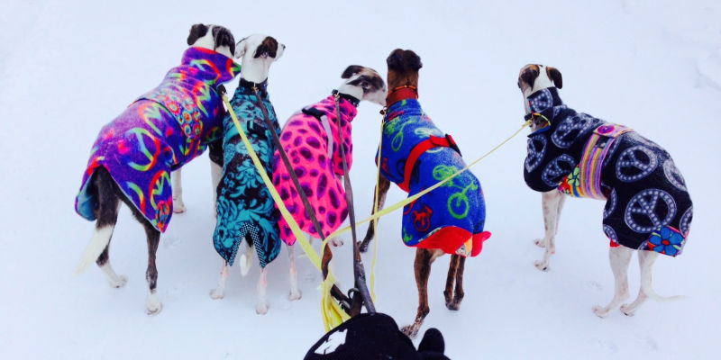 Five whippets wearing dog coats and walking in the snow.