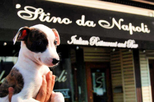 Whippet puppy in front of a restaurant.