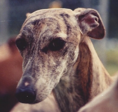 Face of a brindle whippet dog.