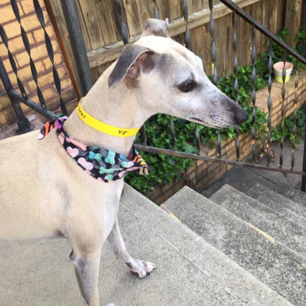 Fawn whippet wearing a dog bone bandana on its neck