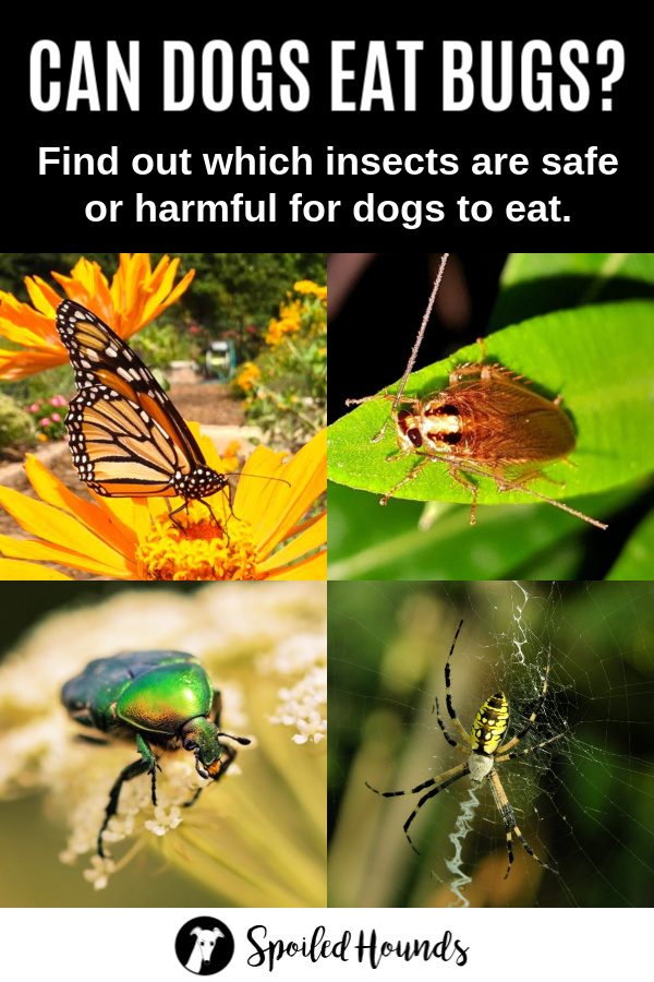 Los perros pueden comer bichos collage de insectos