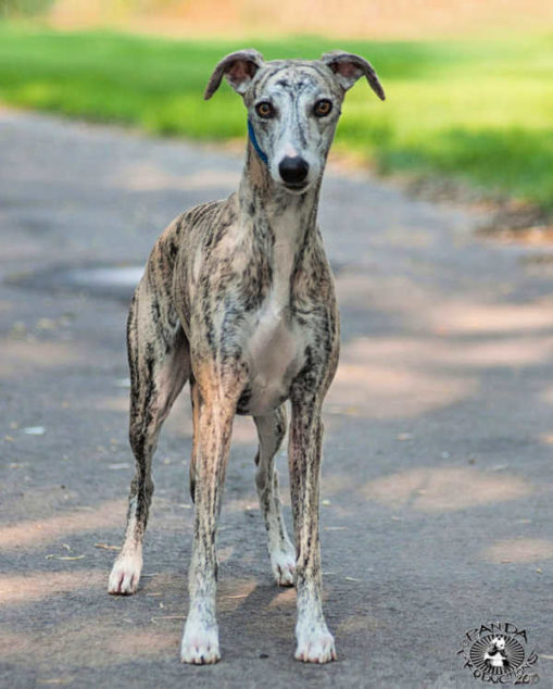 Brindle whippet standing on a road