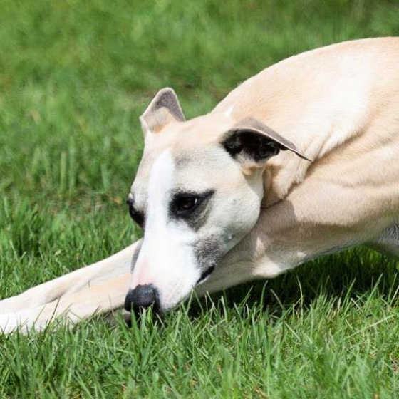 Fawn whippet lying on grass