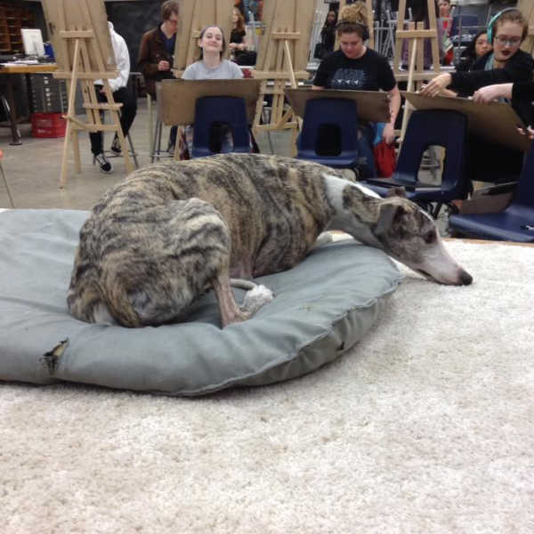 Brindle whippet lying on a grey dog bed