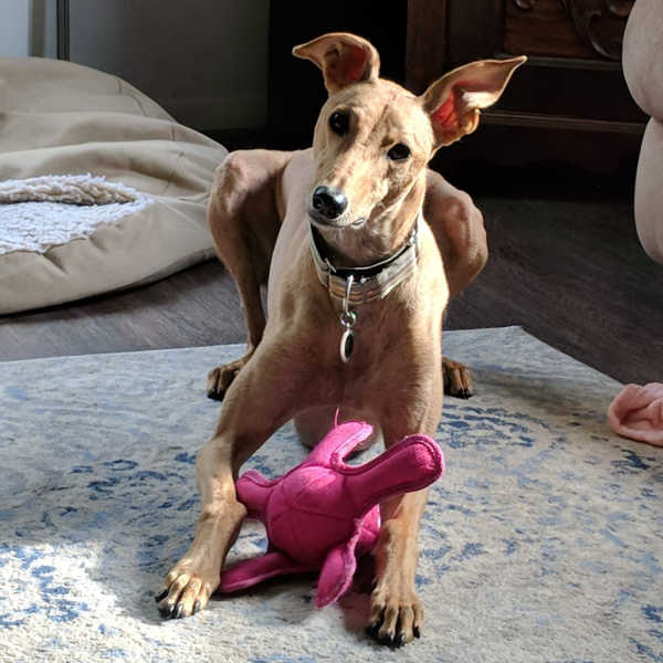 Brown whippet dog with a pink dog toy