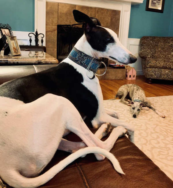 Black and white whippet with a blue collar sitting on a couch