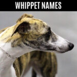 Brindle whippet