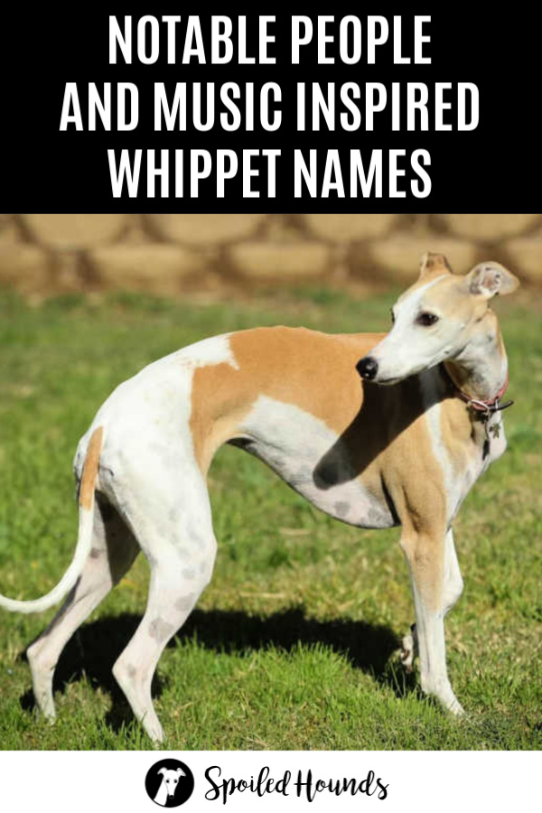 Tan and white whippet