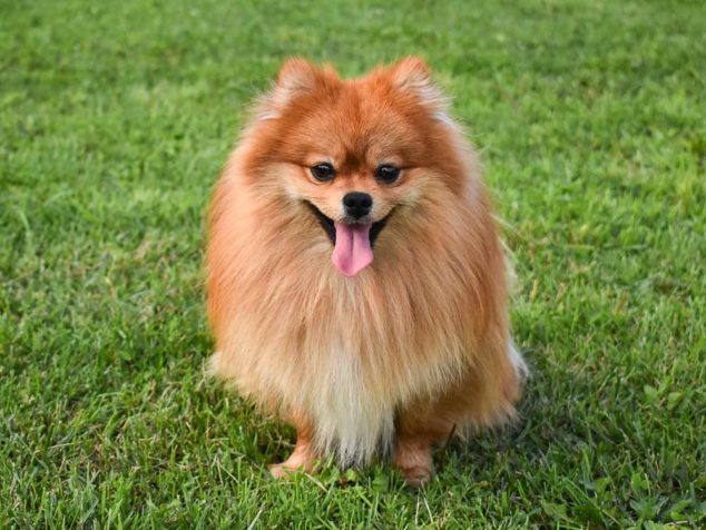 Pomeranian dog standing on grass.