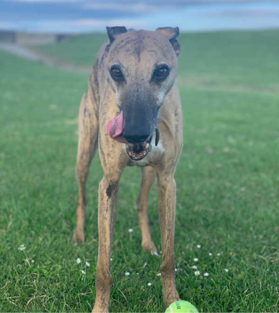 Brindle whippet standing in a field