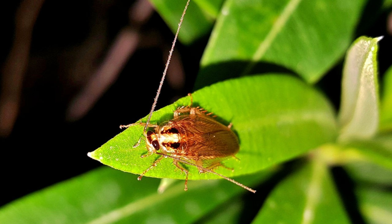 Cockroach on a leaf