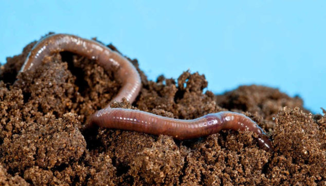 Earthworm on top of dirt