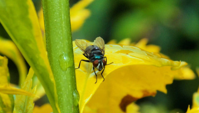 Fly on a yellow leaf