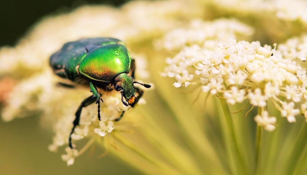 June bug on yarrow flowers