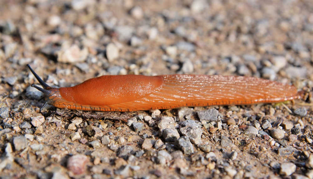 Red slug on the ground