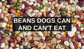 assorted beans with beans dogs can and can't eat text overly