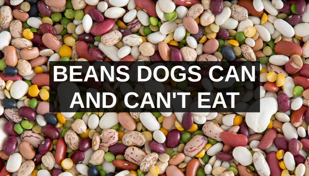 assorted beans with beans dogs can and can't eat text overly