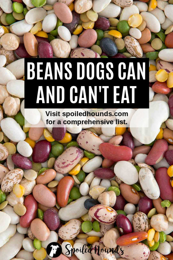 assorted dried beans with beans dogs can and can't eat text overlay